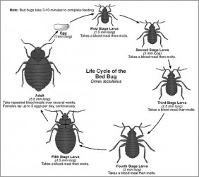 YIKES! Bed bug life cycle. 
