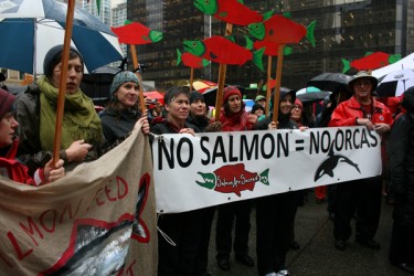 No Salmon, no orcas