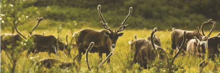 In 2007 the woodland caribou became listed as a threatened species under the Spe