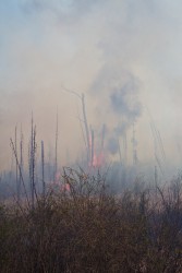 The air is thick with smoke from the many wildfires.