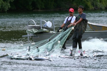  The Somass River sockeye run