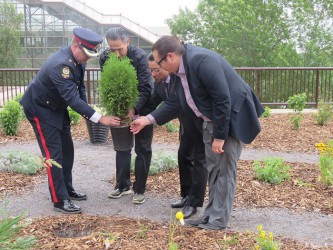 A cedar tree was planted in the Medicine Wheel Garden at the Shaw Conf. Centre